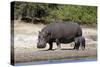 Hippo Mother with Young One-null-Stretched Canvas