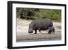 Hippo Mother with Young One-null-Framed Premium Photographic Print