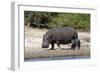 Hippo Mother with Young One-null-Framed Premium Photographic Print