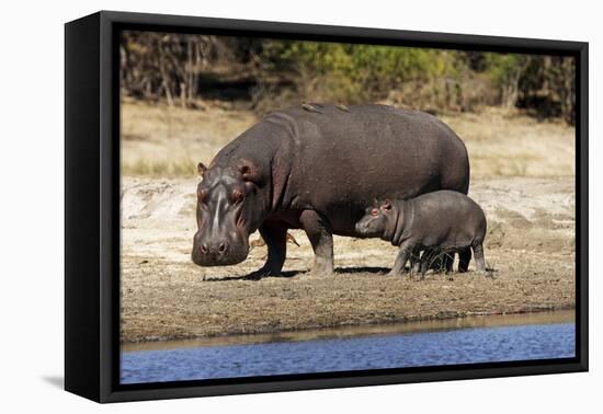 Hippo Mother with Young One-null-Framed Stretched Canvas