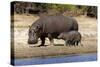 Hippo Mother with Young One-null-Stretched Canvas