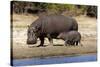 Hippo Mother with Young One-null-Stretched Canvas