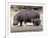 Hippo Mother with Young One-null-Framed Photographic Print