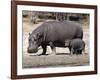 Hippo Mother with Young One-null-Framed Photographic Print