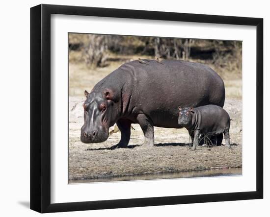 Hippo Mother with Young One-null-Framed Photographic Print