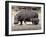 Hippo Mother with Young One-null-Framed Photographic Print