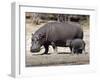 Hippo Mother with Young One-null-Framed Photographic Print