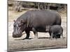 Hippo Mother with Young One-null-Mounted Photographic Print