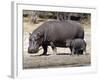 Hippo Mother with Young One-null-Framed Photographic Print