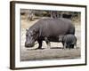 Hippo Mother with Young One-null-Framed Photographic Print