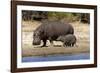 Hippo Mother with Young One-null-Framed Photographic Print