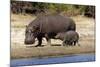 Hippo Mother with Young One-null-Mounted Photographic Print