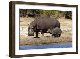 Hippo Mother with Young One-null-Framed Photographic Print