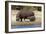 Hippo Mother with Young One-null-Framed Photographic Print