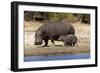 Hippo Mother with Young One-null-Framed Photographic Print