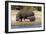 Hippo Mother with Young One-null-Framed Photographic Print