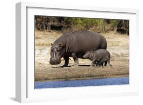 Hippo Mother with Young One-null-Framed Photographic Print