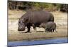 Hippo Mother with Young One-null-Mounted Photographic Print