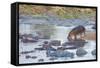 Hippo Rejoins its Pod Relaxing in the Water, Serengeti, Tanzania-James Heupel-Framed Stretched Canvas