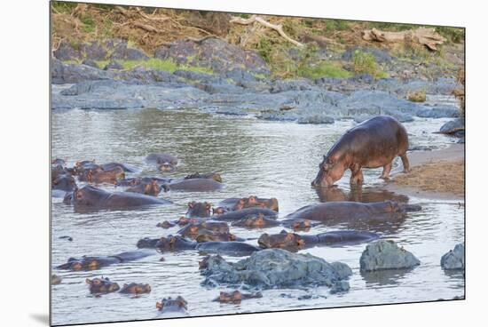 Hippo Rejoins its Pod Relaxing in the Water, Serengeti, Tanzania-James Heupel-Mounted Premium Photographic Print