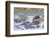 Hippo Rejoins its Pod Relaxing in the Water, Serengeti, Tanzania-James Heupel-Framed Photographic Print