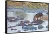 Hippo Rejoins its Pod Relaxing in the Water, Serengeti, Tanzania-James Heupel-Framed Stretched Canvas