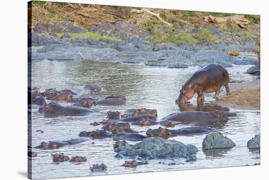 Hippo Rejoins its Pod Relaxing in the Water, Serengeti, Tanzania-James Heupel-Stretched Canvas
