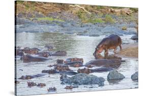 Hippo Rejoins its Pod Relaxing in the Water, Serengeti, Tanzania-James Heupel-Stretched Canvas
