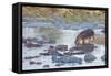 Hippo Rejoins its Pod Relaxing in the Water, Serengeti, Tanzania-James Heupel-Framed Stretched Canvas