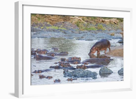 Hippo Rejoins its Pod Relaxing in the Water, Serengeti, Tanzania-James Heupel-Framed Photographic Print