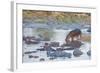 Hippo Rejoins its Pod Relaxing in the Water, Serengeti, Tanzania-James Heupel-Framed Photographic Print