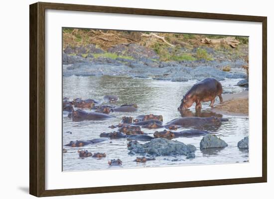 Hippo Rejoins its Pod Relaxing in the Water, Serengeti, Tanzania-James Heupel-Framed Photographic Print