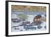 Hippo Rejoins its Pod Relaxing in the Water, Serengeti, Tanzania-James Heupel-Framed Photographic Print