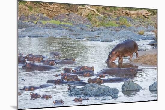 Hippo Rejoins its Pod Relaxing in the Water, Serengeti, Tanzania-James Heupel-Mounted Photographic Print