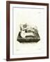 Hippo Skull-null-Framed Giclee Print