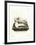 Hippo Skull-null-Framed Giclee Print