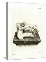 Hippo Skull-null-Stretched Canvas