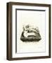 Hippo Skull-null-Framed Premium Giclee Print