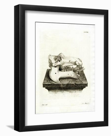 Hippo Skull-null-Framed Premium Giclee Print