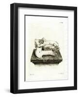 Hippo Skull-null-Framed Premium Giclee Print
