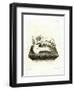 Hippo Skull-null-Framed Premium Giclee Print