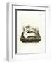 Hippo Skull-null-Framed Premium Giclee Print