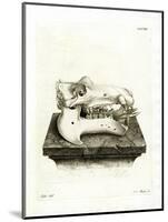 Hippo Skull-null-Mounted Premium Giclee Print