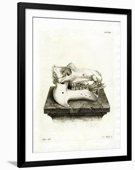 Hippo Skull-null-Framed Giclee Print