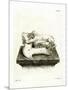 Hippo Skull-null-Mounted Giclee Print