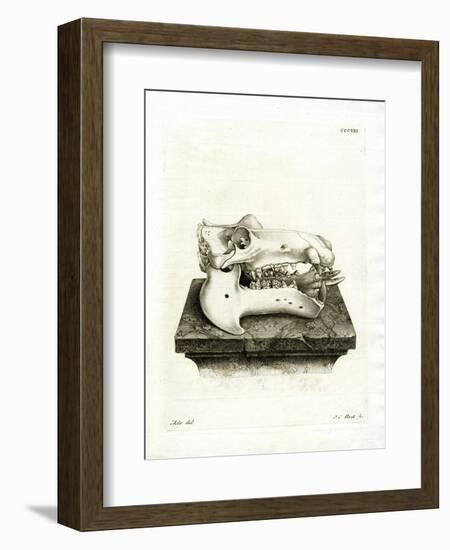 Hippo Skull-null-Framed Giclee Print