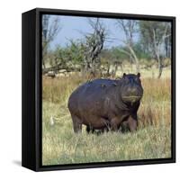 Hippo, with Red-Billed Oxpeckers (Tick Birds), Grazes, Okavango Swamp Edge, Moremi Wildlife Reserve-Nigel Pavitt-Framed Stretched Canvas