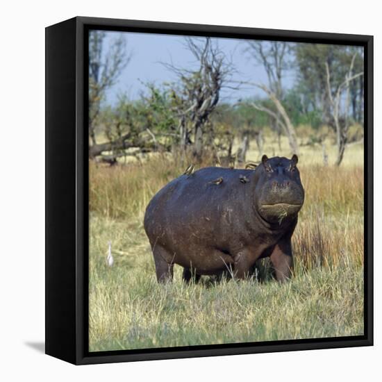 Hippo, with Red-Billed Oxpeckers (Tick Birds), Grazes, Okavango Swamp Edge, Moremi Wildlife Reserve-Nigel Pavitt-Framed Stretched Canvas