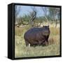 Hippo, with Red-Billed Oxpeckers (Tick Birds), Grazes, Okavango Swamp Edge, Moremi Wildlife Reserve-Nigel Pavitt-Framed Stretched Canvas