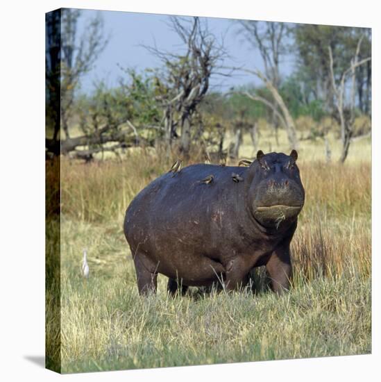 Hippo, with Red-Billed Oxpeckers (Tick Birds), Grazes, Okavango Swamp Edge, Moremi Wildlife Reserve-Nigel Pavitt-Stretched Canvas